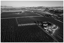 Aerial view of vineyards and wineries in summer. Livermore, California, USA ( black and white)