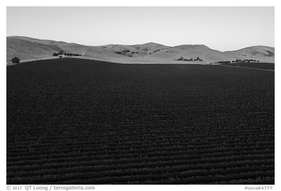 Aerial view of vineyards and hills at sunset. Livermore, California, USA (black and white)