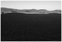 Aerial view of vineyards and hills at sunset. Livermore, California, USA ( black and white)