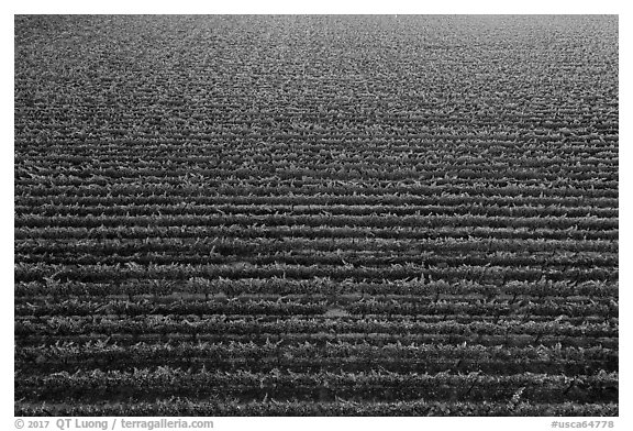 Aerial view of rows of vines in summer. Livermore, California, USA (black and white)