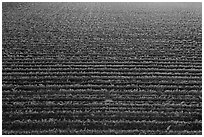 Aerial view of rows of vines in summer. Livermore, California, USA ( black and white)
