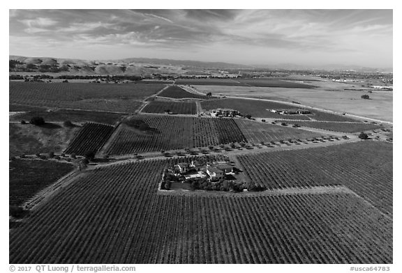 Aerial view of vineyards and wineries in autumn. Livermore, California, USA (black and white)