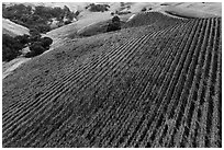 Aerial view of hillside rows of vines in autumn. Livermore, California, USA ( black and white)