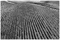 Aerial view of rows of vines on hill in autumn. Livermore, California, USA ( black and white)