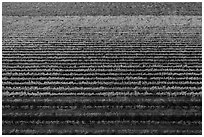 Aerial view of multicolored rows of vines in autumn. Livermore, California, USA ( black and white)