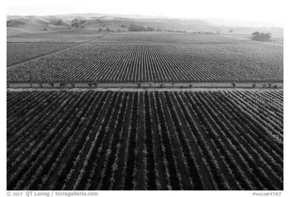 Aerial view of vineyards and hazy hills in autumn. Livermore, California, USA (black and white)