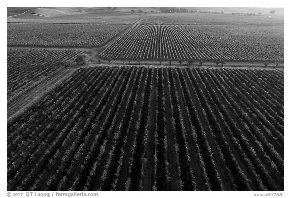 Aerial view of vineyards in autumn. Livermore, California, USA (black and white)