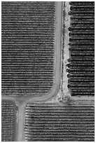 Aerial view of vineyards, tree and paths looking straight down. Livermore, California, USA ( black and white)