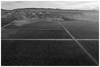 Aerial view of multicolored vineyards and hills in autumn. Livermore, California, USA ( black and white)