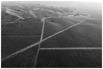 Aerial view of autumn vineyards with hazy hills. Livermore, California, USA ( black and white)