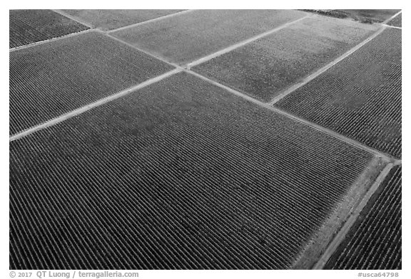 Aerial view of multicolored patches of vineyards in autumn. Livermore, California, USA (black and white)