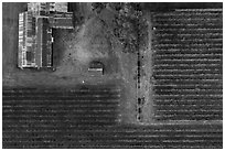 Aerial view of rusted barn and rows of vines looking straight down. Livermore, California, USA ( black and white)