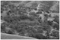 Hillside with oaks in winter, Del Valle Regional Park. Livermore, California, USA ( black and white)