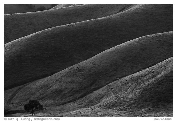 Oak and ridges, late afternoon, Del Valle Regional Park. Livermore, California, USA (black and white)