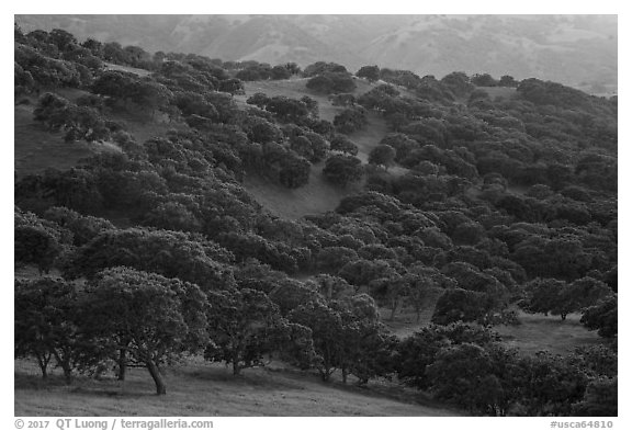 Oak trees in spring on hillside, Del Valle Regional Park. Livermore, California, USA (black and white)
