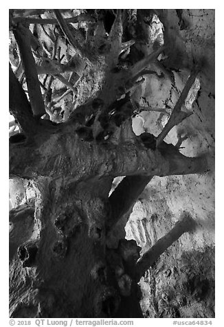 Artificial tree branches inside Salvation Mountain. Nyland, California, USA (black and white)