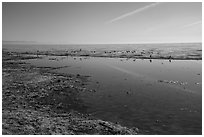 Salton Sea shore near Bombay Beach. California, USA ( black and white)