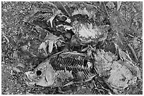 Close-up of dead fish, Bombay Beach. California, USA ( black and white)