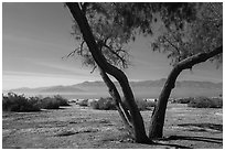 Desert trees and Salton Sea. California, USA ( black and white)