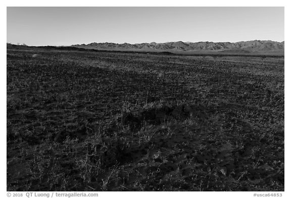 Grasses and Granite Mountains near Amboy. Mojave Trails National Monument, California, USA (black and white)