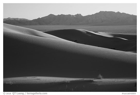 Bush and ridges, Cadiz Sand Dunes. Mojave Trails National Monument, California, USA (black and white)