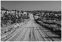 Main road. Castle Mountains National Monument, California, USA ( black and white)