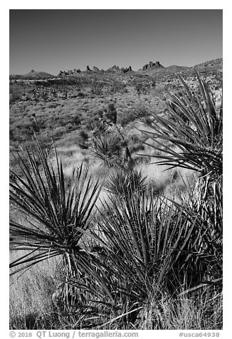 Yuccas and distant Castle Peaks. Castle Mountains National Monument, California, USA (black and white)