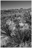 Yuccas and distant Castle Peaks. Castle Mountains National Monument, California, USA ( black and white)