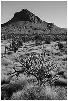 Cactus, Joshua Trees, grassland, and Hart Peak. Castle Mountains National Monument, California, USA ( black and white)