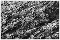 Slopes with juniper trees. Castle Mountains National Monument, California, USA ( black and white)