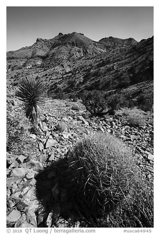 Barrel cactus, Yucca, Castle Mountains. Castle Mountains National Monument, California, USA (black and white)