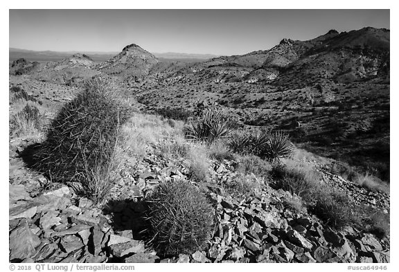 Desert plants, Castle Mountains. Castle Mountains National Monument, California, USA (black and white)