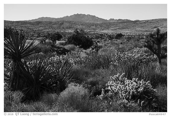 Desert plants and New York Mountains. Castle Mountains National Monument, California, USA (black and white)