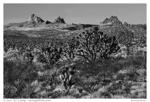 Joshua Trees and Castle Peaks. Castle Mountains National Monument, California, USA (black and white)