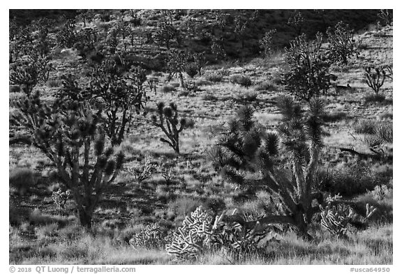 Joshua Trees and cacti. Castle Mountains National Monument, California, USA (black and white)
