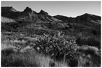 Cacti and Castle Mountains. Castle Mountains National Monument, California, USA ( black and white)