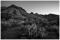 Cactus and Castle Mountains, dusk. Castle Mountains National Monument, California, USA ( black and white)