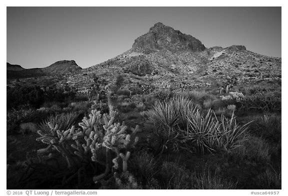 Cactus and Hart Peak, twilight. Castle Mountains National Monument, California, USA (black and white)