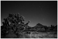 Joshua tree, grasses, and Hart Peak at night. Castle Mountains National Monument, California, USA ( black and white)