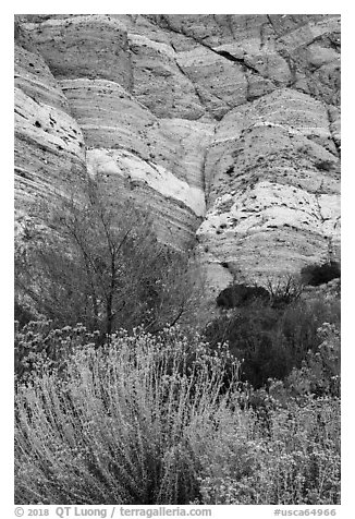 Riparian vegetation and cliffs, Whitewater Preserve. Sand to Snow National Monument, California, USA (black and white)