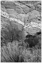 Riparian vegetation and cliffs, Whitewater Preserve. Sand to Snow National Monument, California, USA ( black and white)