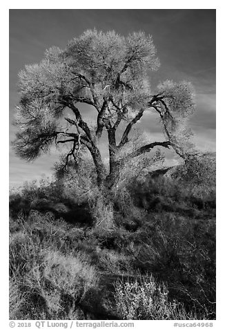 Fremont Cottonwood with bare branches, Mission Creek Preserve. Sand to Snow National Monument, California, USA (black and white)