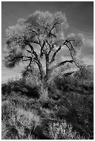 Fremont Cottonwood with bare branches, Mission Creek Preserve. Sand to Snow National Monument, California, USA ( black and white)