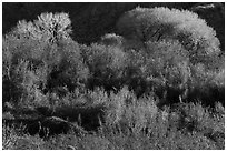 Riparian desert vegetation and cottowoods in winter, Mission Creek Preserve. Sand to Snow National Monument, California, USA ( black and white)