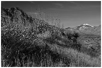 Desert plants and San Gorgonio Mountain in winter, Mission Creek Preserve. Sand to Snow National Monument, California, USA ( black and white)