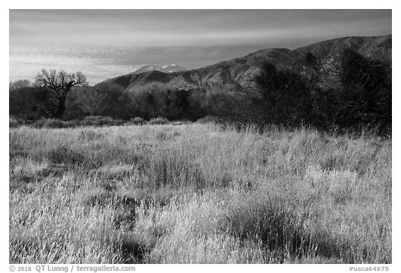Grassy meadow and San Gorgonio Mountain in winter, Big Morongo Canyon Preserve. Sand to Snow National Monument, California, USA (black and white)