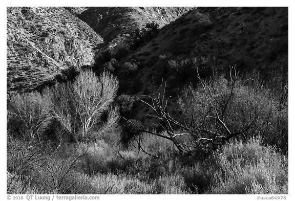 Trees in winter and foothills, Big Morongo Canyon Preserve. Sand to Snow National Monument, California, USA (black and white)