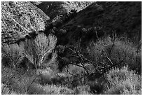 Trees in winter and foothills, Big Morongo Canyon Preserve. Sand to Snow National Monument, California, USA ( black and white)