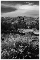 Grasses, bare trees, and mountains, Big Morongo Canyon Preserve. Sand to Snow National Monument, California, USA ( black and white)