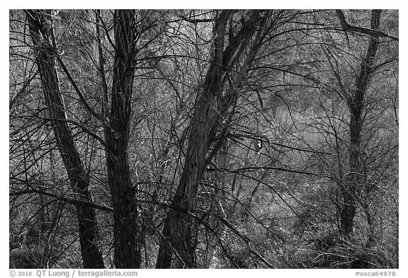 Trees with bare branches, Big Morongo Canyon Preserve. Sand to Snow National Monument, California, USA (black and white)
